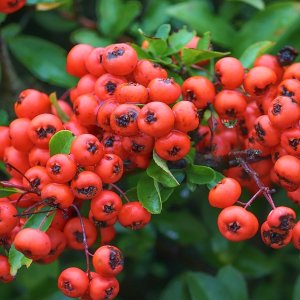 Hlohyňa šarlátová (Pyracantha) ´RED COLUMN´ - výška 50-80 cm, kont. C2L